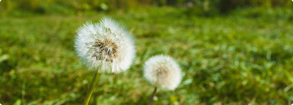 fleur